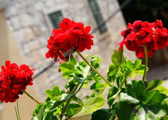 Luxory D-rooms Guest house Vela Luka