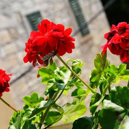 Luxory D-rooms Guest house Vela Luka